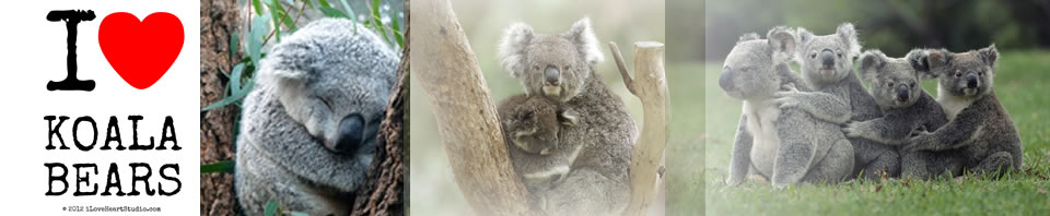 koala bear banner