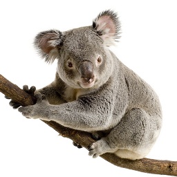 Little Koala bear