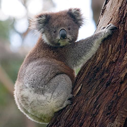 koala bear image 3
