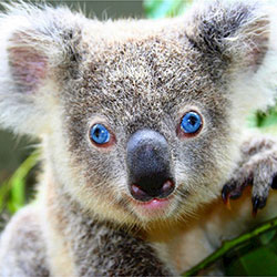 koala bear image 4